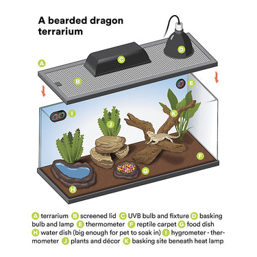Fancy Bearded Dragon